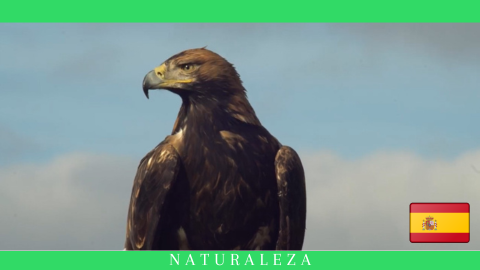 El Águila Imperial