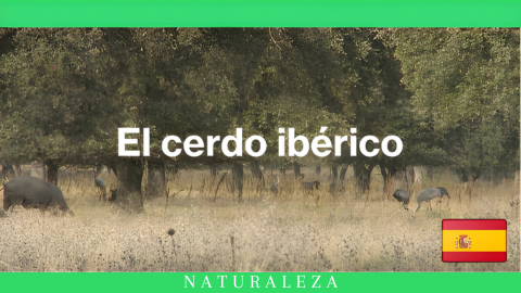 El cerdo ibérico