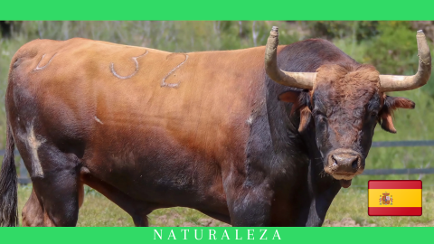 El Toro Bravo