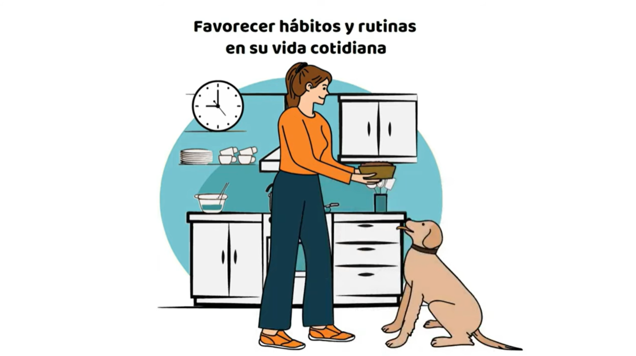 educar perro con habitos y rutinas educar perro con habitos y rutinas