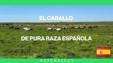 El Caballo de Pura Raza Española