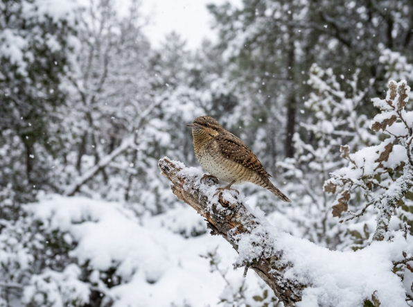 Es la “oveja negra” de la familia Picidae