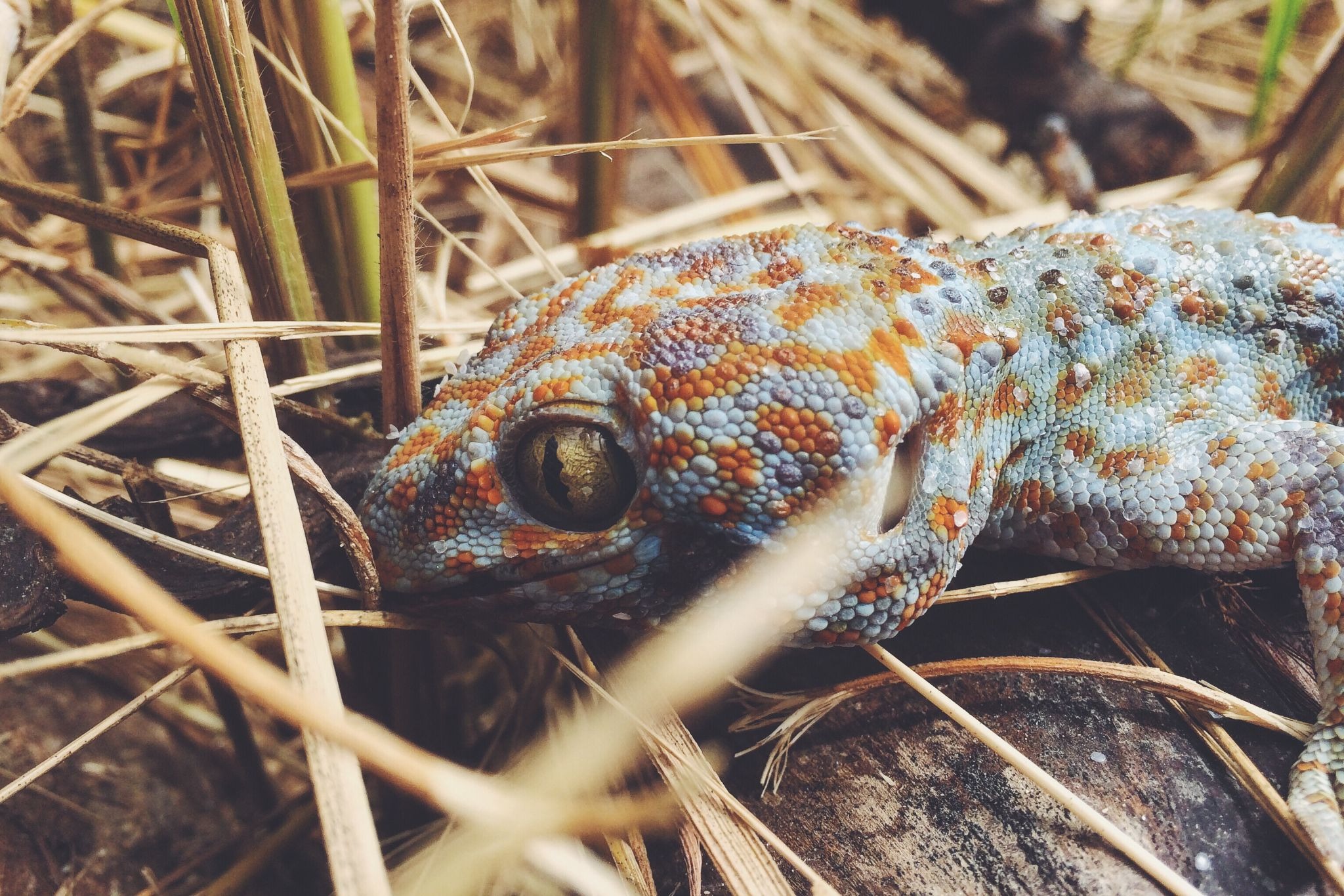 gecko o lagartija