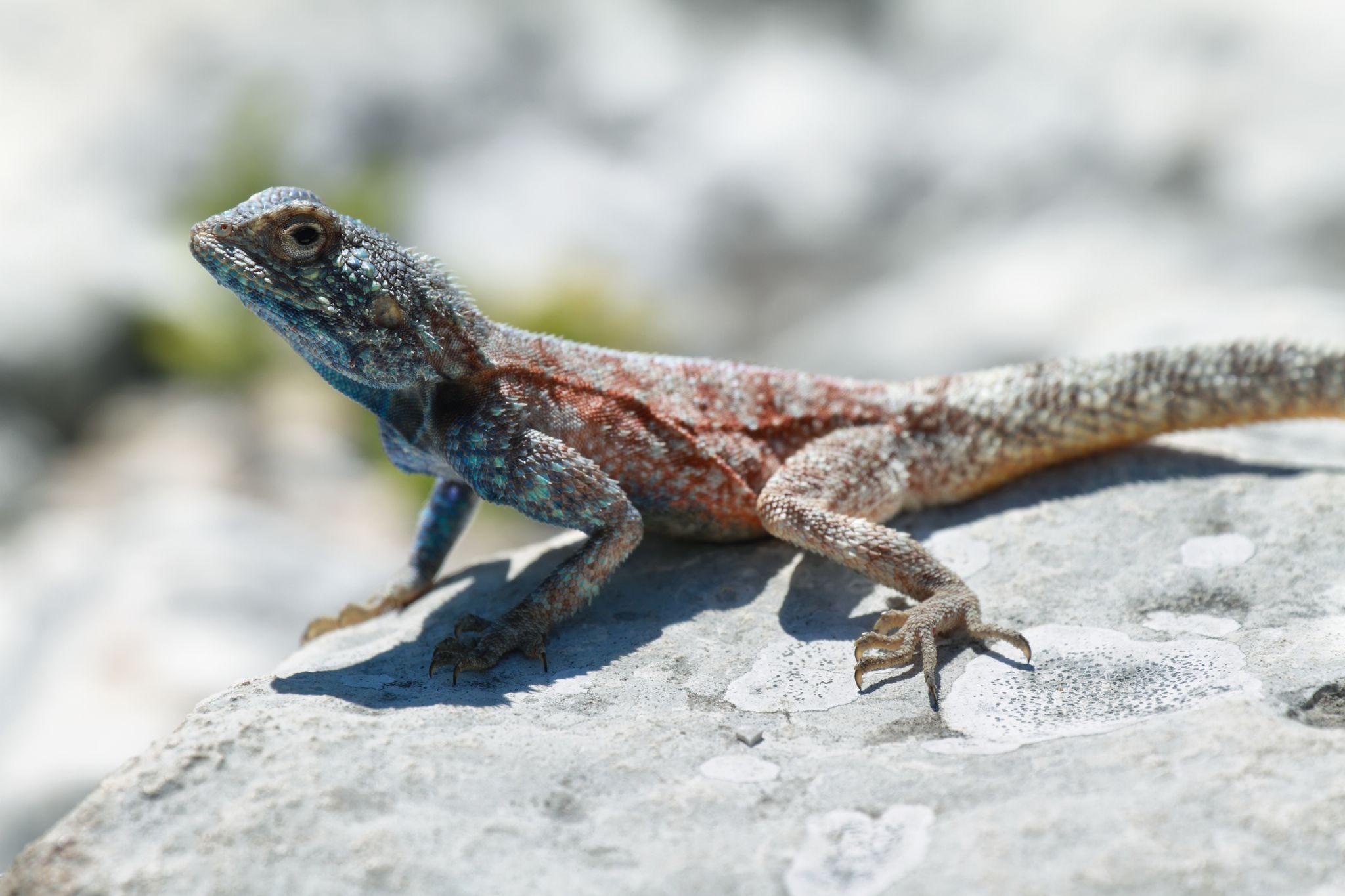 mitos y realidades sobre los geckos